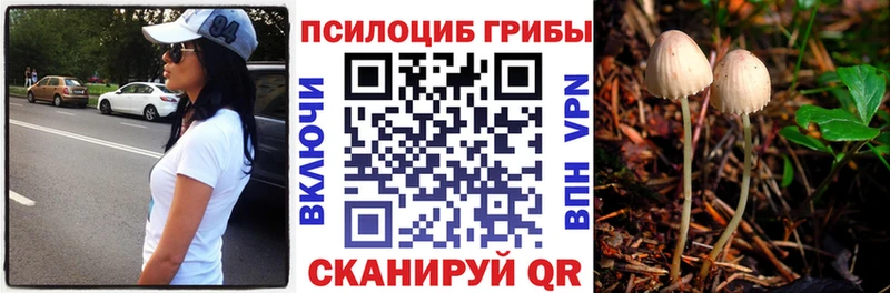 Галлюциногенные грибы Psilocybine cubensis Котлас